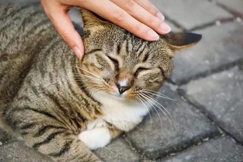 猫咪髋关节脱位症状？了解猫咪髋关节脱位的原因和治疗方法