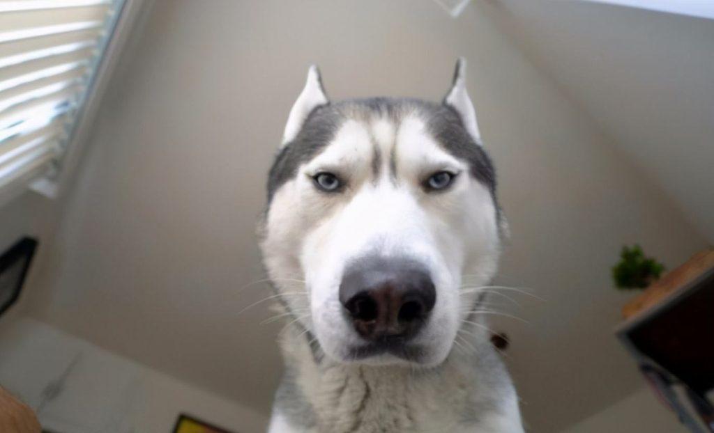 你家狗为什么总盯着你看？它叫表达什么呢？