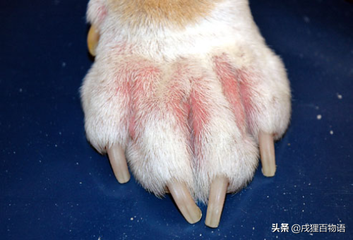 狗狗的9种常见的皮肤病类型怎么分辨？常见皮肤病的分辨方法