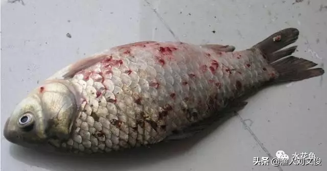 鱼身鳞片上有血点或血斑是为什么?那可能得了常见鱼类寄生虫病—锚头鳋病 鱼身鳞片上有血点或血斑是为什么?那可能得了常见鱼类寄生虫病—锚头鳋病