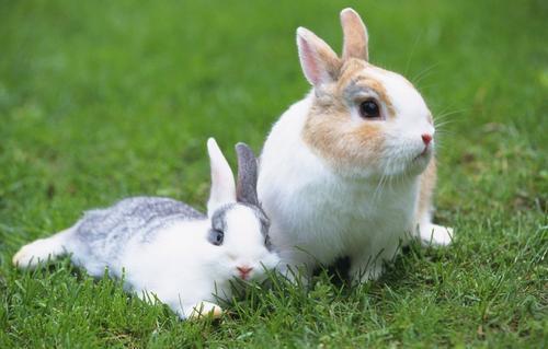 被兔子咬了要打疫苗吗？兔子真的不能喝水吗？