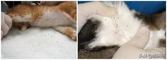 解析10种常见的猫咪皮肤病,铲屎官须知道这些情况 解析10种常见的猫咪皮肤病,铲屎官须知道这些情况