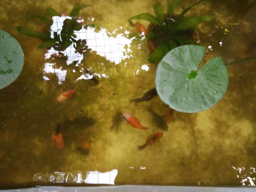 想要养好金鱼秘诀在哪？真正的功夫全在鱼缸之外，学会这些养鱼不再难