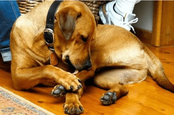狗狗喜欢舔爪子是因为无聊吗？什么情况下会舔？
