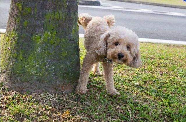 泰迪和猫一样都会舔自己？泰迪犬舔这几个地方，代表有事要发生？