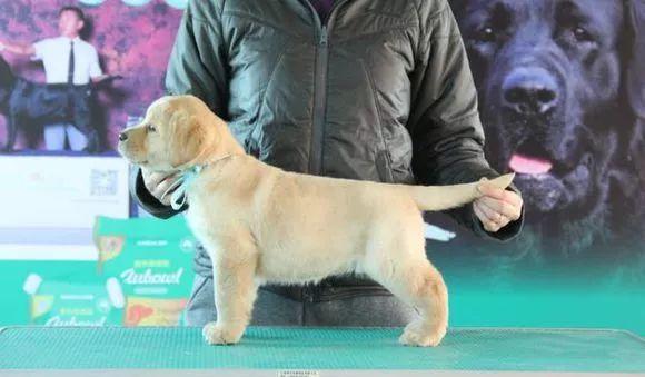 如何挑选一只品相好的拉布拉多?你家导盲犬颜值高吗? 如何挑选一只品相好的拉布拉多?你家导盲犬颜值高吗?