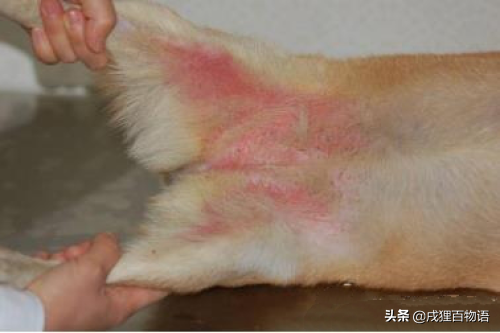 狗狗的9种常见的皮肤病类型怎么分辨？常见皮肤病的分辨方法
