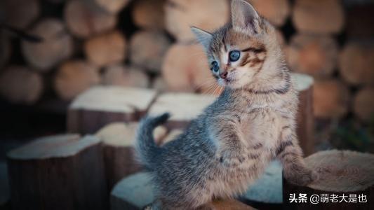 猫虱子会咬人吗?怎样去除猫咪身上的虱子?解决跳蚤的办法 猫虱子会咬人吗?怎样去除猫咪身上的虱子?解决跳蚤的办法