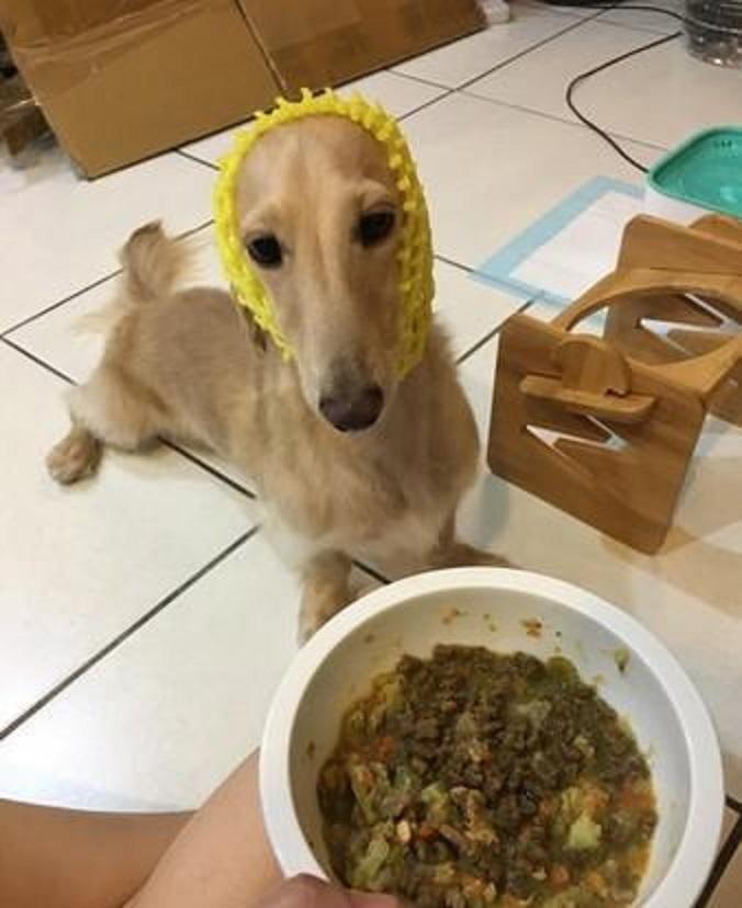 狗狗耳朵脏了是疾病?为了狗狗耳朵健康,日常要做好这几点 狗狗耳朵脏了是疾病?为了狗狗耳朵健康,日常要做好这几点