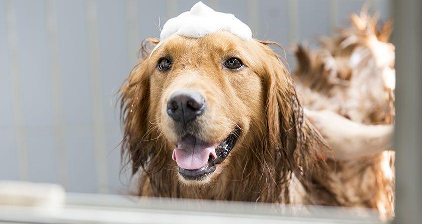 狗狗什么时间洗一次澡最合适？错误的洗澡方式会导致出现问题