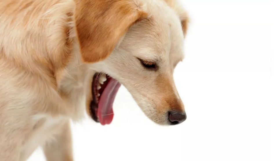 为什么狗狗腹泻出血？饮食不当与压力都可能造成这个情况