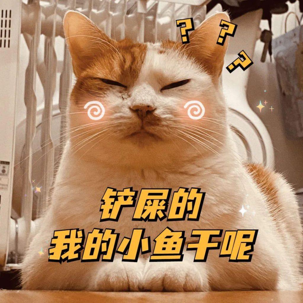 你有做过伤害猫咪的事情吗?以下8条看看你中了几条? 你有做过伤害猫咪的事情吗?以下8条看看你中了几条?