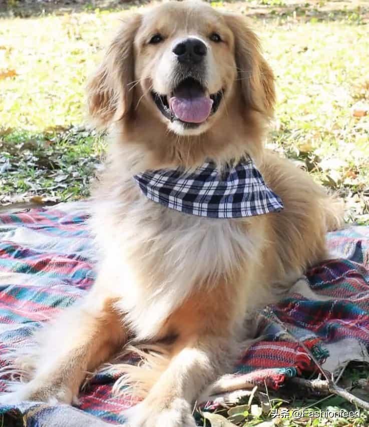 你会给狗狗DIY衣服穿吗?分享29种DIY狗狗衣服计划 你会给狗狗DIY衣服穿吗?分享29种DIY狗狗衣服计划