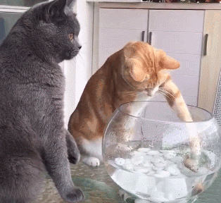 在大家的印象里猫都是喜欢吃鱼的吧？这些年都误会它了