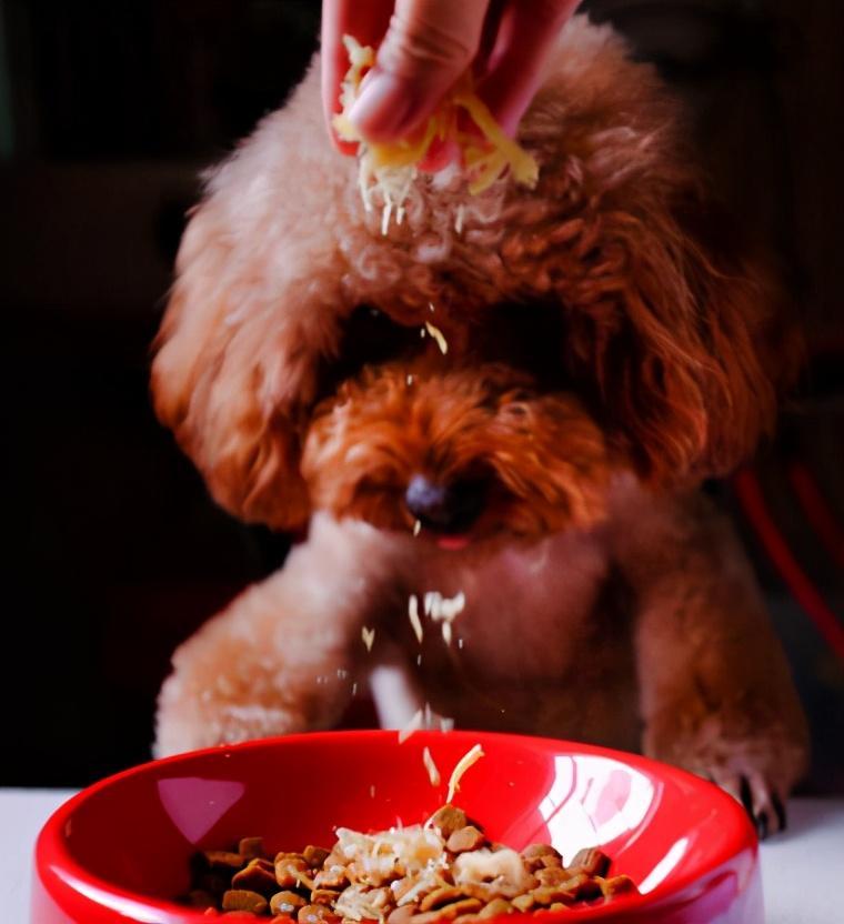 泰迪犬总是挑食如何解决的？泰迪犬挑食解决办法