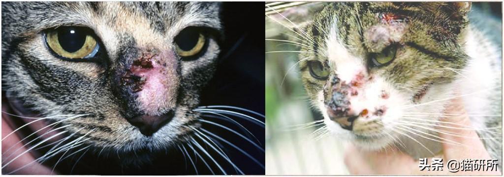 解析10种常见的猫咪皮肤病,铲屎官须知道这些情况 解析10种常见的猫咪皮肤病,铲屎官须知道这些情况