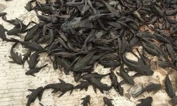 清道夫到底是什么鱼?它究竟有多可怕? 清道夫到底是什么鱼?它究竟有多可怕?