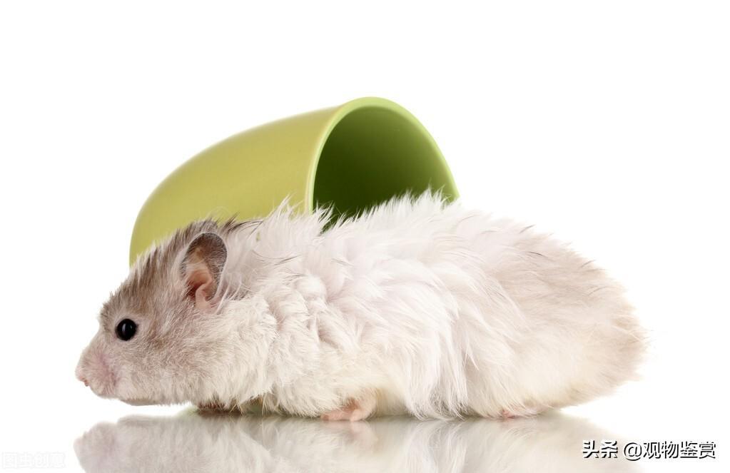仓鼠可以用木屑、玉米芯作为垫材，仓鼠可以用猫砂当垫料吗？
