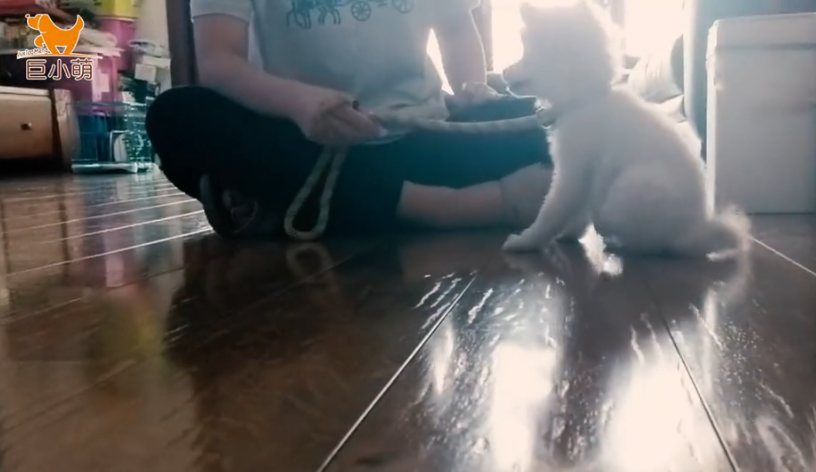 3个月博美犬爱咬人一身坏习惯?是闹着玩还是真的呢? 3个月博美犬爱咬人一身坏习惯?是闹着玩还是真的呢?