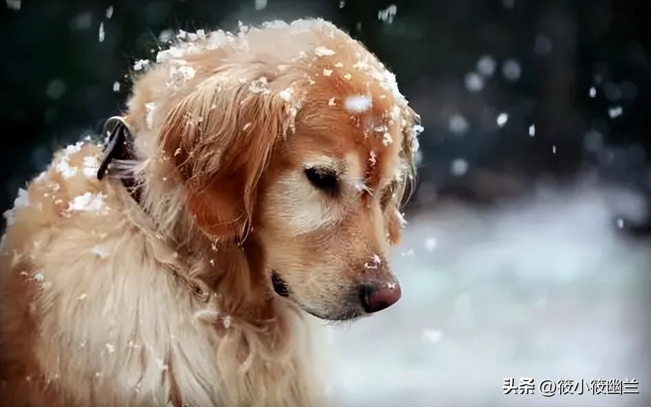 狗狗嘴巴颤抖是生病了吗?(狗狗嘴巴震颤) 狗狗嘴巴颤抖是生病了吗?(狗狗嘴巴震颤)