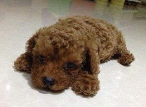 为什么泰迪犬吃得比以前少？很可能是这6个原因导致的