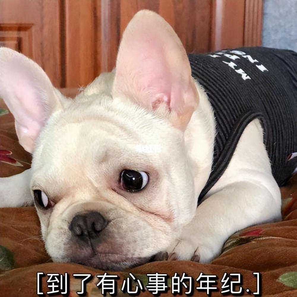 你家的狗子会不会用爪子扒拉你?其实有这7个目的 你家的狗子会不会用爪子扒拉你?其实有这7个目的