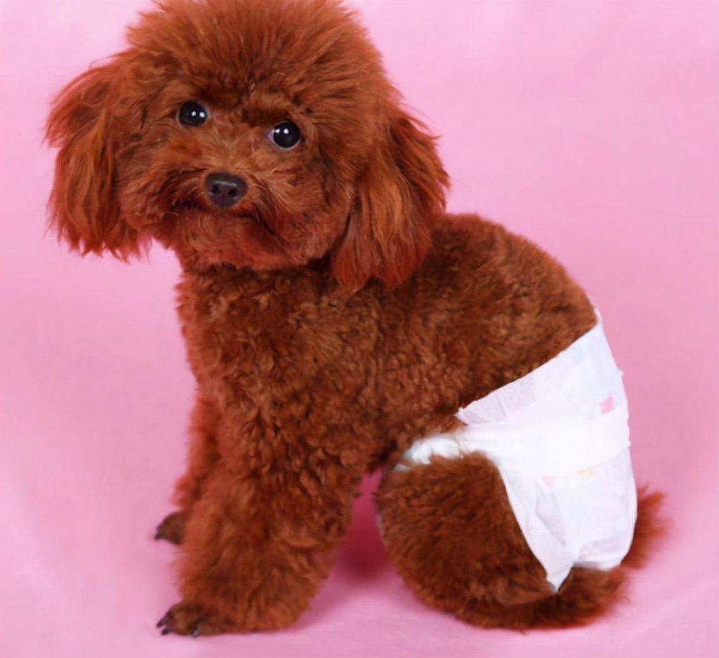 泰迪犬总是挑食如何解决的？泰迪犬挑食解决办法