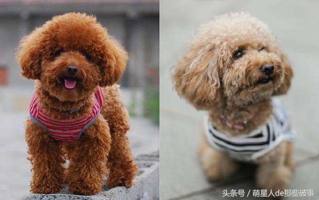 什么原因导致的狗狗颜色变浅?还有什么方法补救? 什么原因导致的狗狗颜色变浅?还有什么方法补救?