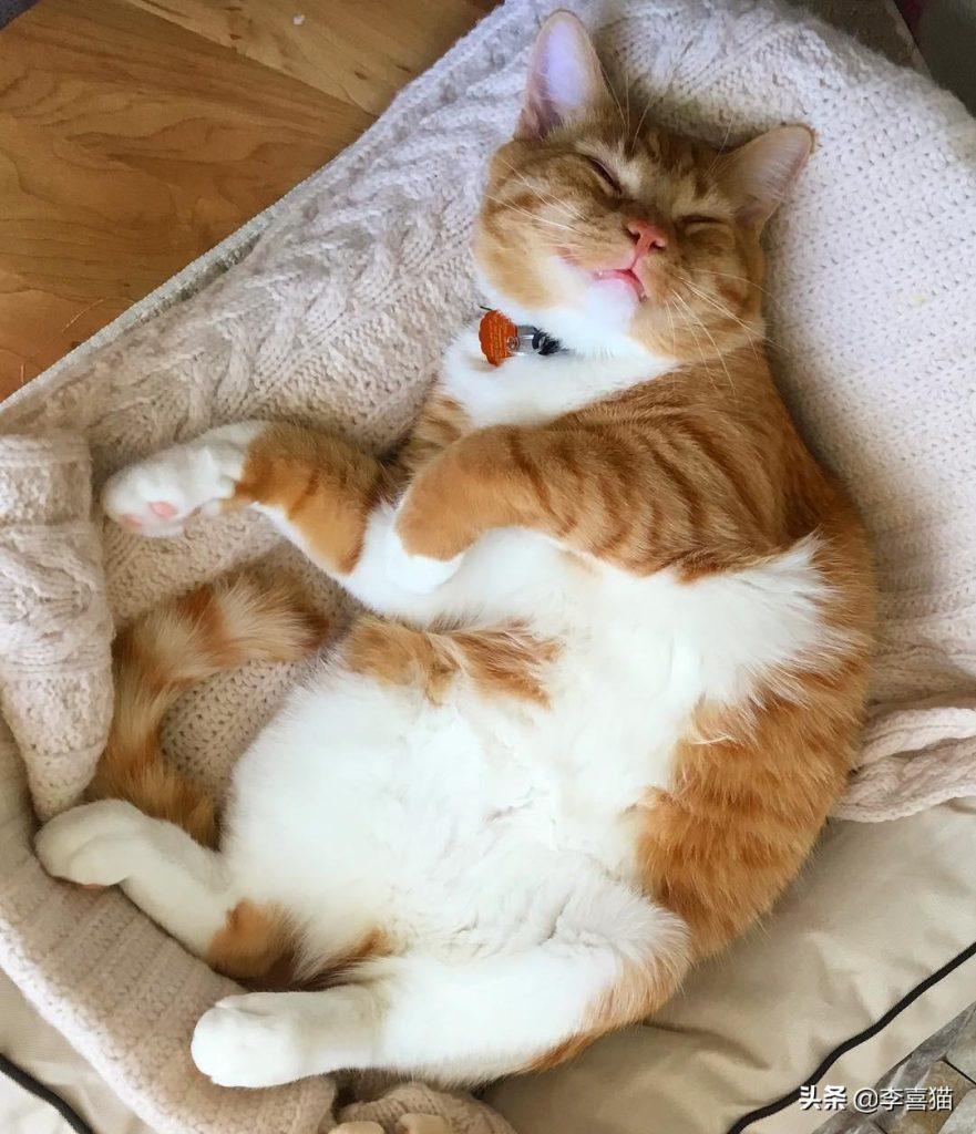 猫咪睡觉打鼾有这四个原因分享,铲屎官不能因为可爱就忽略健康 猫咪睡觉打鼾有这四个原因分享,铲屎官不能因为可爱就忽略健康