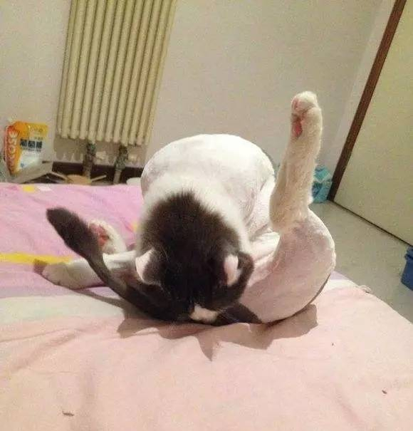 猫咪总是舔菊花是什么原因?宠主要重视起来,不然会让你崩溃的 猫咪总是舔菊花是什么原因?宠主要重视起来,不然会让你崩溃的