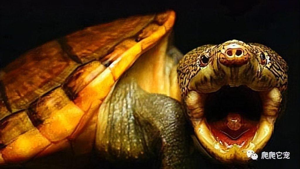 为什么你养的乌龟长不大？僵尸苗真的存在吗？