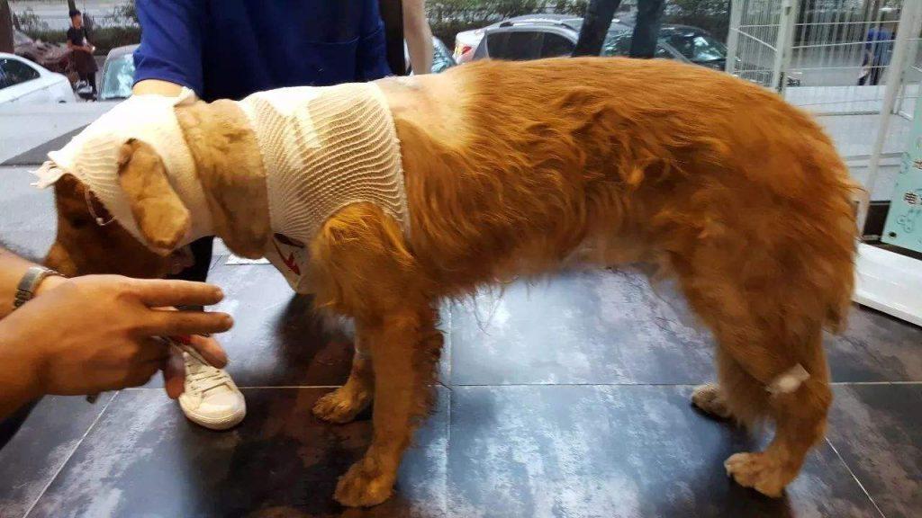 金毛犬再温顺，面对这些事，也可能咬人，千万不要对金毛犬做