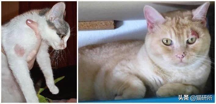解析10种常见的猫咪皮肤病,铲屎官须知道这些情况 解析10种常见的猫咪皮肤病,铲屎官须知道这些情况