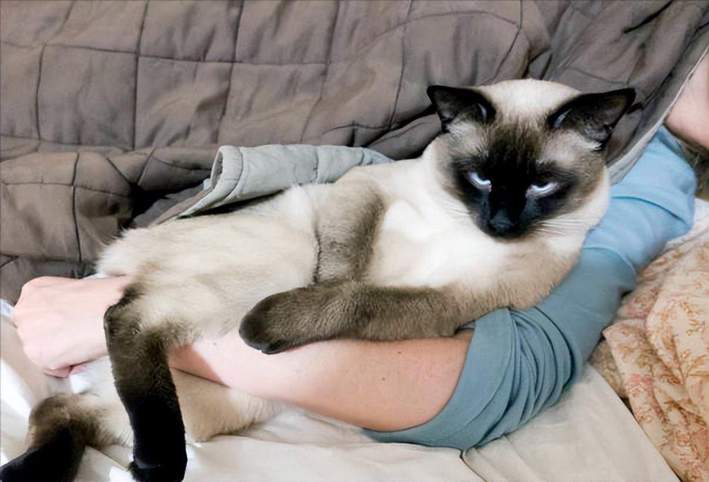 一只猫喜欢睡在你身上是想表达什么?其实隐藏了这6种含义 一只猫喜欢睡在你身上是想表达什么?其实隐藏了这6种含义