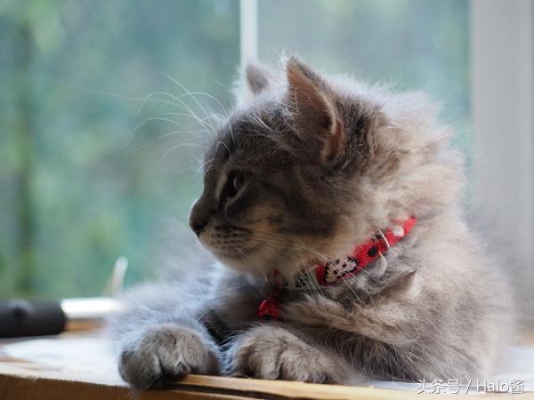 猫咪过敏症的原因是什么？分享对猫咪过敏的原因、症状、治疗及克服方法