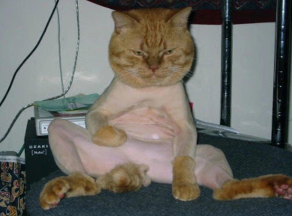 能给猫咪剃毛吗?千万别给猫咪剃毛!搞不好还会害了它 能给猫咪剃毛吗?千万别给猫咪剃毛!搞不好还会害了它