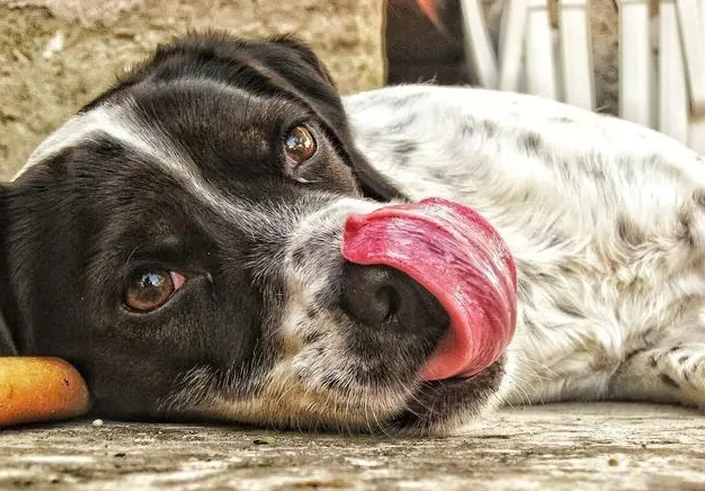 狗狗为什么老舔小便处是为什么？这几个原因主人不能忽略