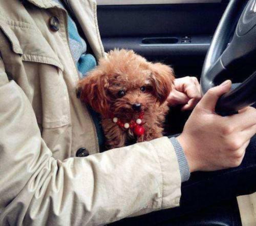 泰迪犬为什么喜欢舔你?并不只是因为爱你,而是这6个原因 泰迪犬为什么喜欢舔你?并不只是因为爱你,而是这6个原因