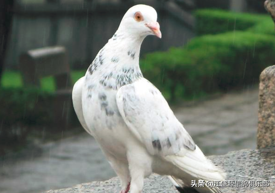 养鸽小知识:驱虫不是越频繁越好,要掌握时间和技巧 养鸽小知识:驱虫不是越频繁越好,要掌握时间和技巧