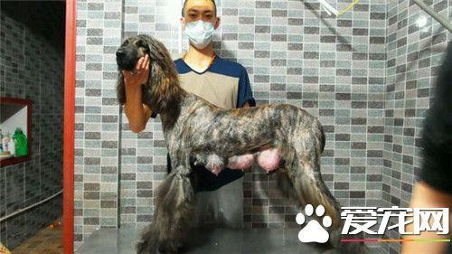 阿富汗猎犬什么颜色好?阿富汗犬喜欢玩什么?