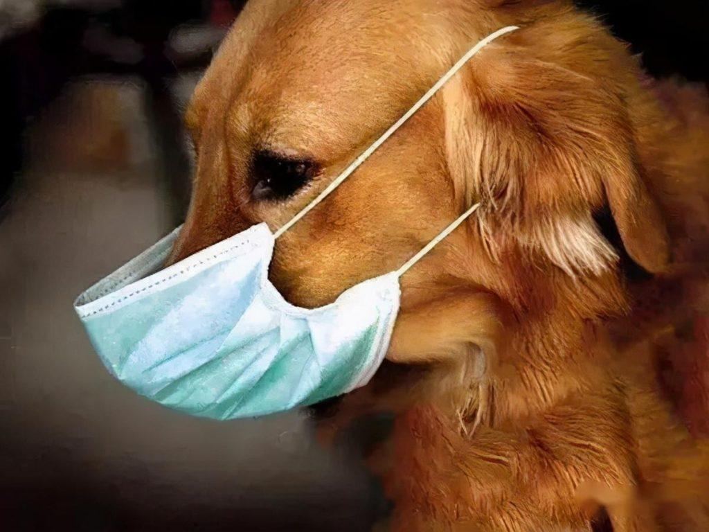 导致狗狗咳嗽的八种病因，你知道几个？（狗狗咳嗽是什么引起的）