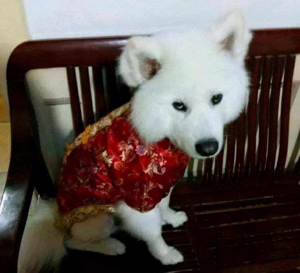 萨摩耶生气的表情有哪些?你还不知道吗? 萨摩耶生气的表情有哪些?你还不知道吗?