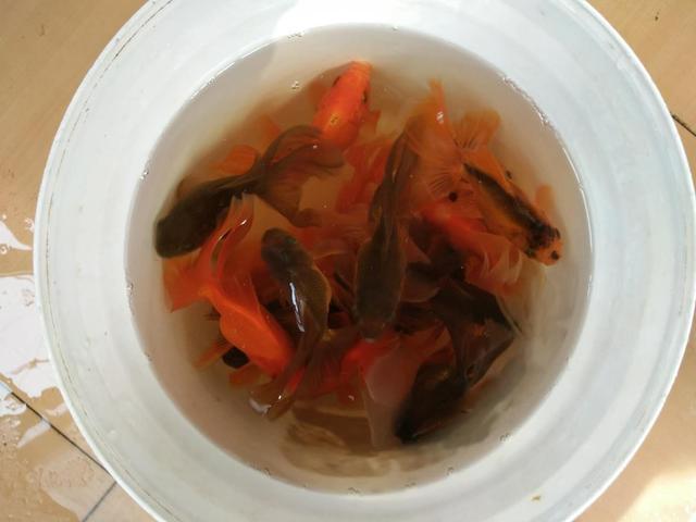想要养好金鱼秘诀在哪？真正的功夫全在鱼缸之外，学会这些养鱼不再难
