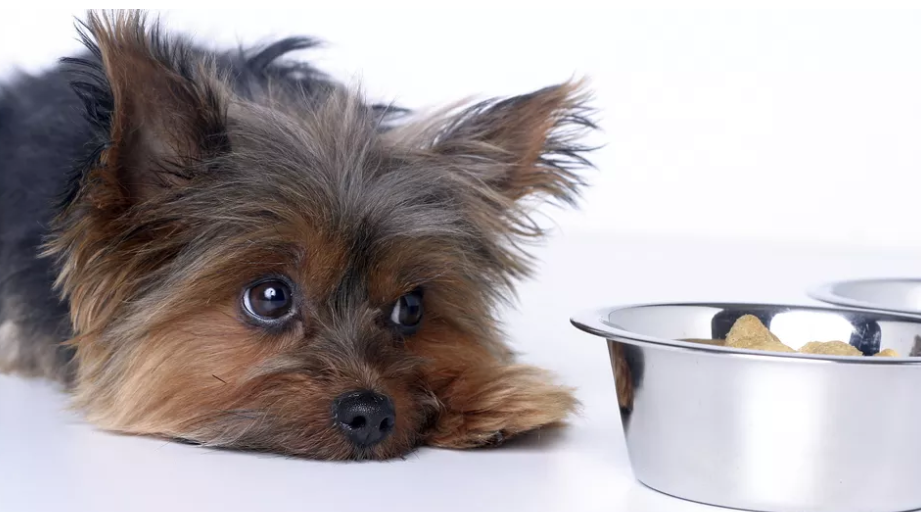 为什么狗狗腹泻出血？饮食不当与压力都可能造成这个情况