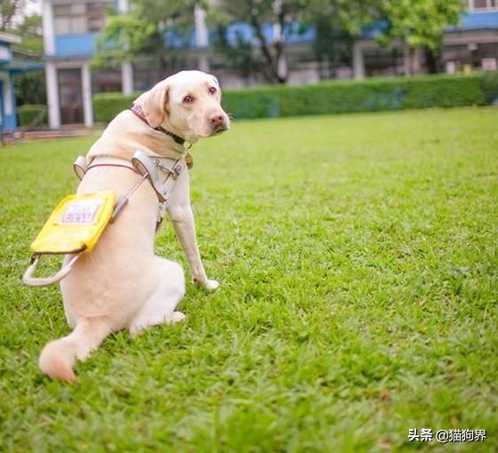 为什么狗能成为导盲犬？都需要具备哪些条件？狗狗成为导盲犬必要条件