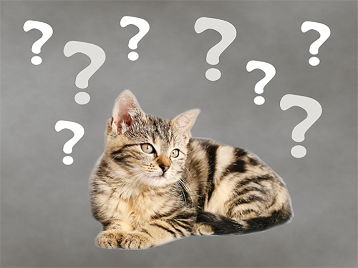 你家的猫咪有泌尿问题？自制猫饭可能会帮到你，尿路结石不要慌