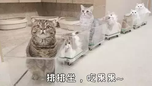猫咪该如何托运?猫咪可以快递吗?如何办理火车托运? 猫咪该如何托运?猫咪可以快递吗?如何办理火车托运?