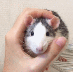 哪些品种的老鼠受欢迎？聪明伶俐又可爱的花枝鼠