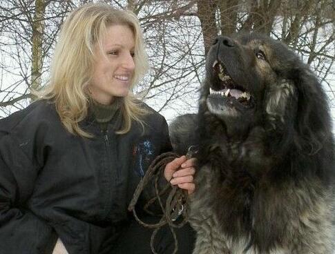 高加索犬怎么挑选？挑选它的要点是什么？挑选高加索犬的要点