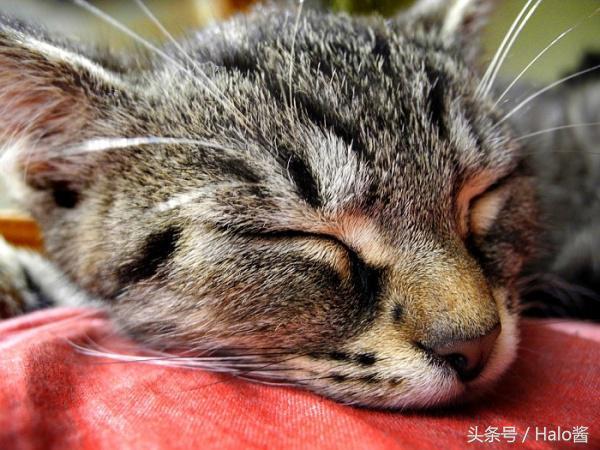 猫咪过敏症的原因是什么？分享对猫咪过敏的原因、症状、治疗及克服方法